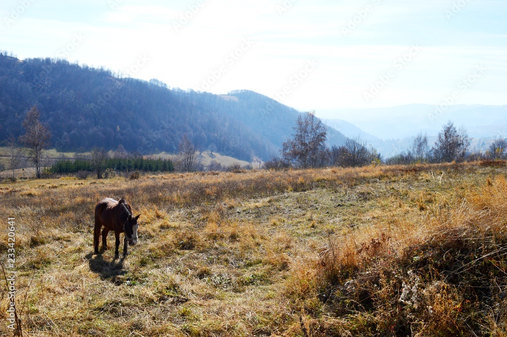 a horse on a meadow in a mountain
a horse on a meadow in a mountain