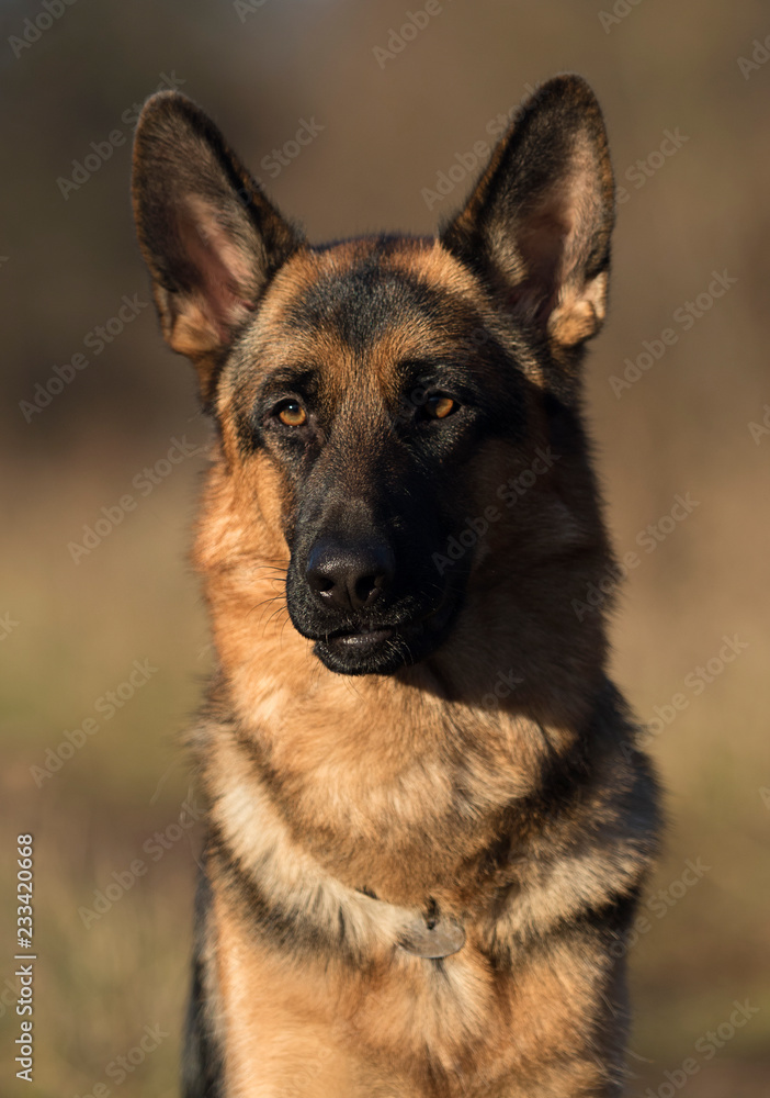 Shepherd dog portrait outdoors