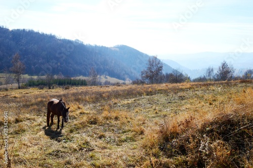a horse on a meadow in a mountain 