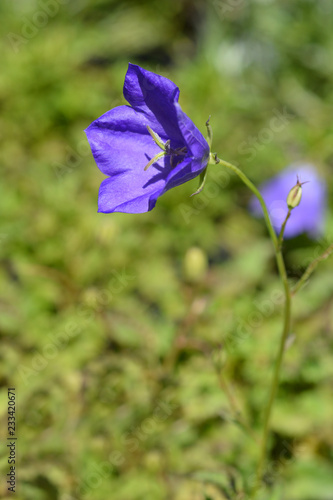 Carpathian Bellflower