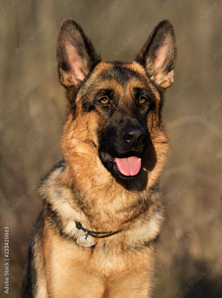 Shepherd dog portrait outdoors