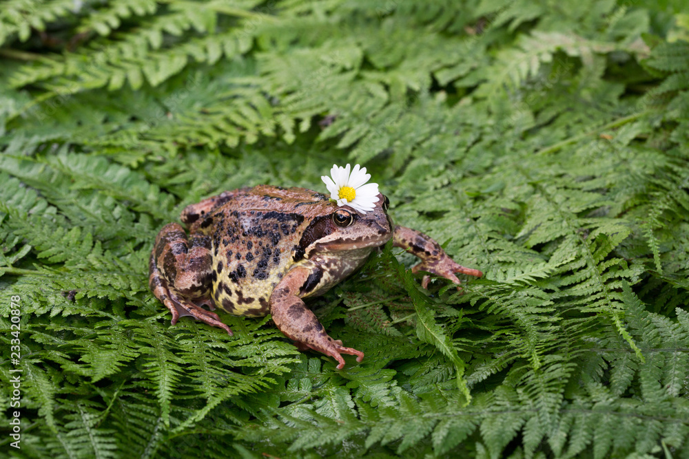Obraz premium Frog with a flower on the head