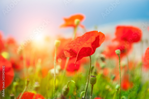 Red poppy flowers in a field at sunrise.