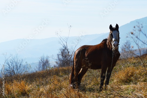 a horse on a meadow in a mountain   © oljasimovic