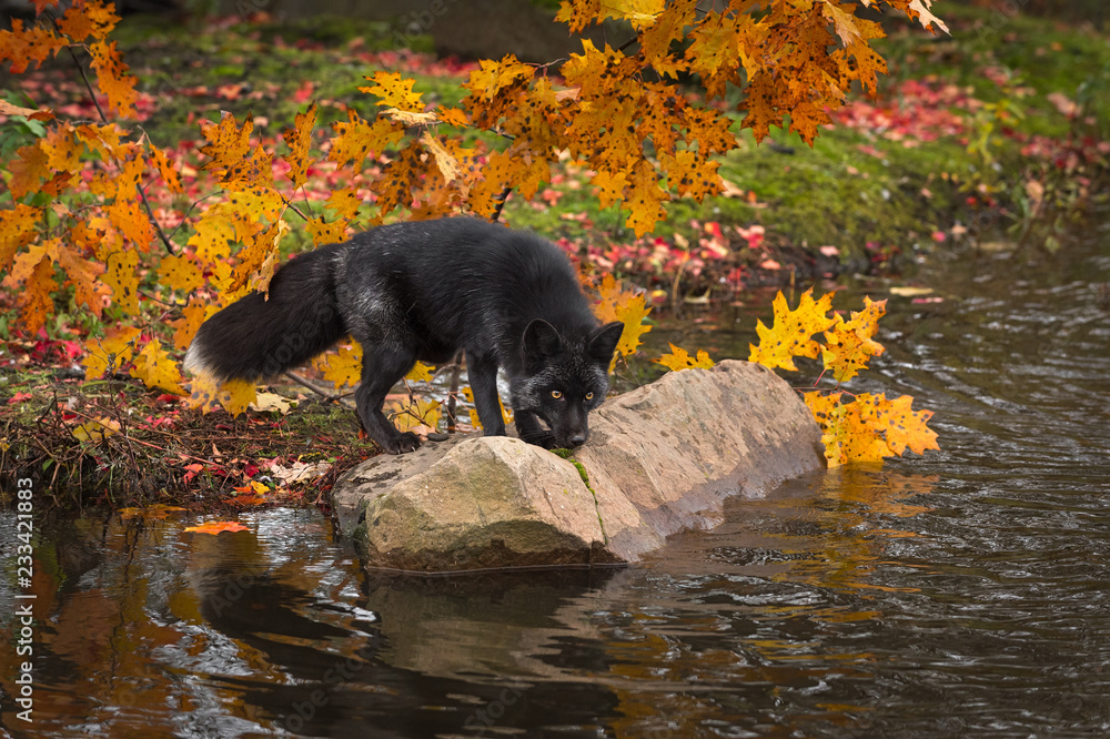 Silver Fox (Vulpes vulpes) Nose Down on Rock in Autumn Silver Fox (Vulpes vulpes) Nose Down on Rock in Autumn