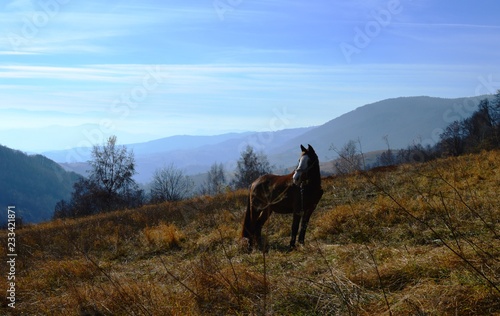 Fototapeta Naklejka Na Ścianę i Meble -  a horse on a meadow in a mountain
