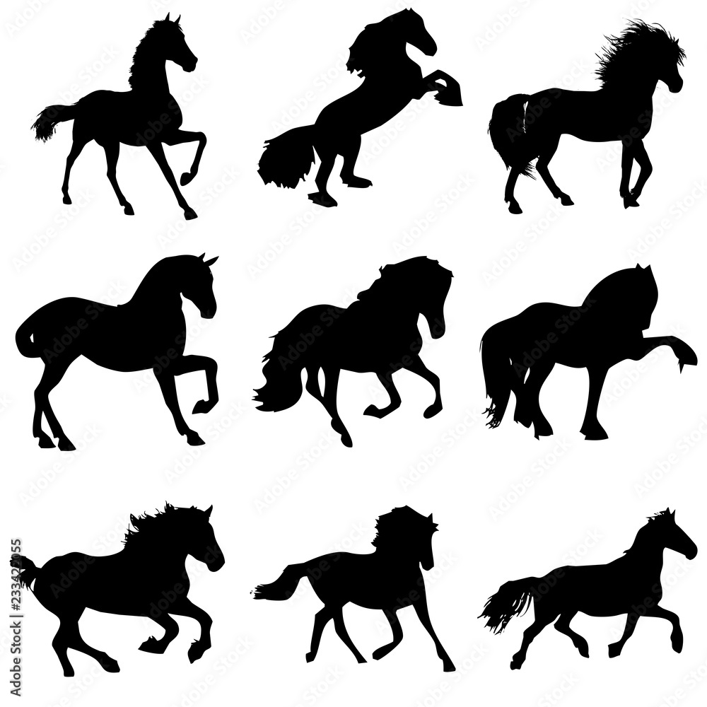 caballos caballos