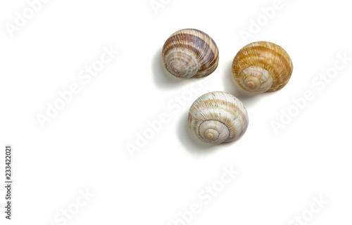 Three Isolated Snail Shells