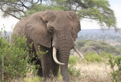 Bull Elephant, Tanzania