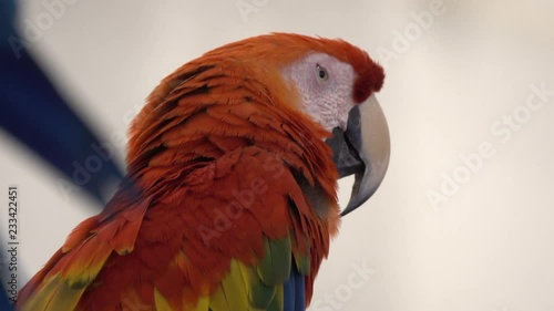 Macaw parrot bird