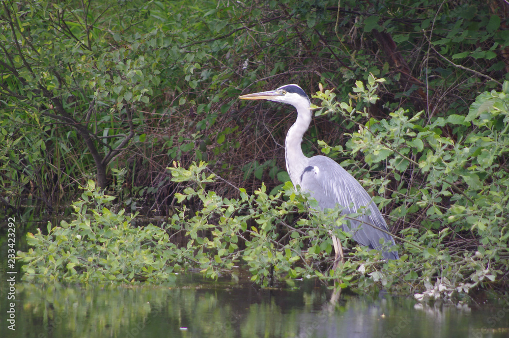 Naklejka premium Heron on river bank
