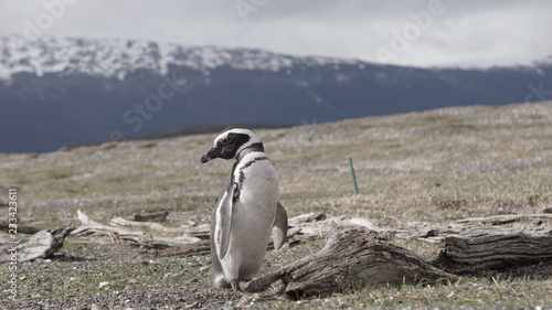 Penguins at Isla Martillo, Beagle Channel Ushuaia Patagonia Tierra del Fuego Argentina