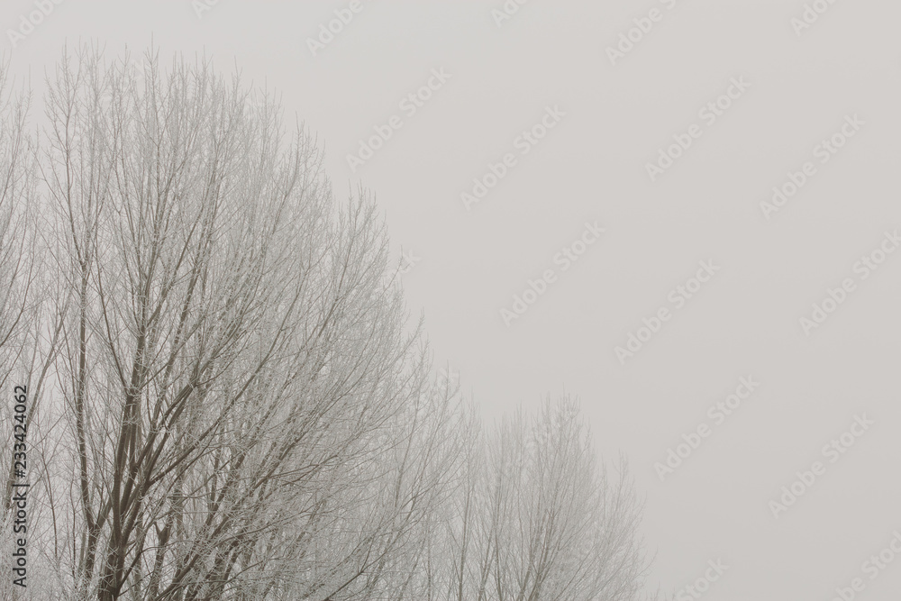 Fototapeta Top of the trees in cold foggy winter