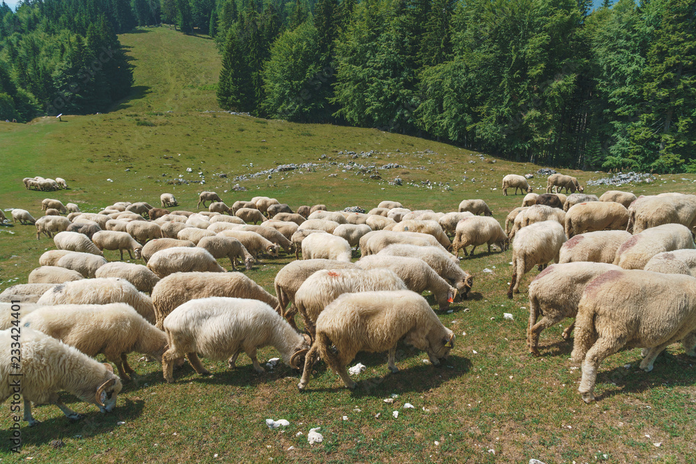 Fototapeta premium Sheep Walking Along Forest
