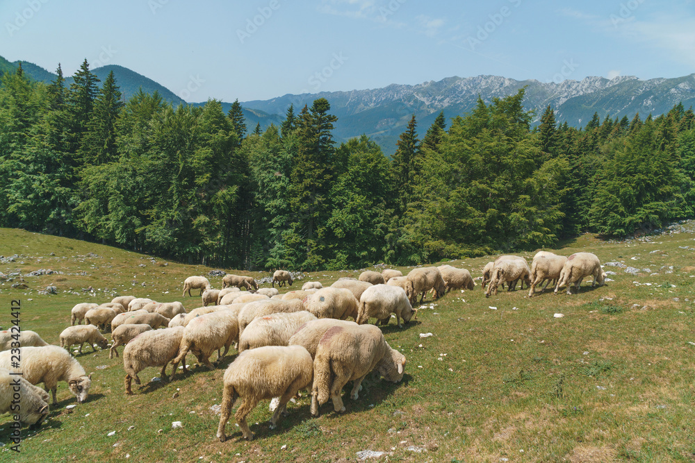 Fototapeta premium Flock of Sheep Walking on Meadow