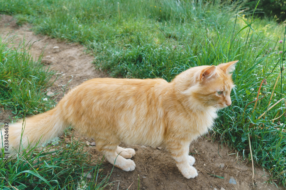 Red Cat on Path