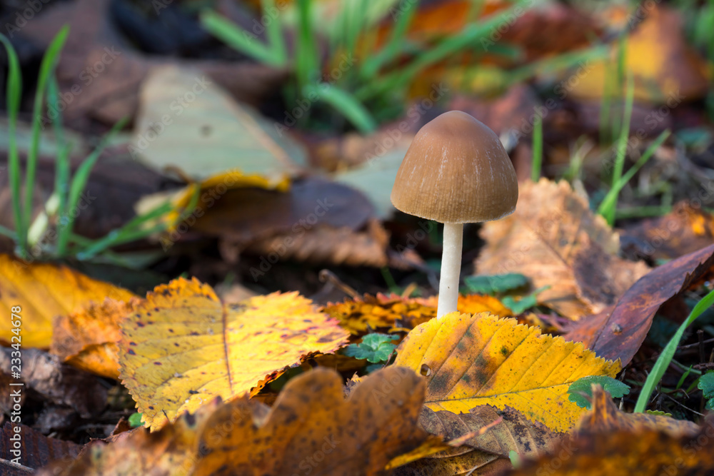 autumn colorful scene autumn colorful scene