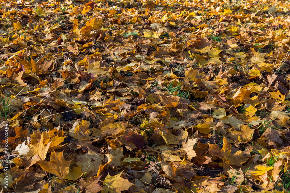 autumn colorful scene autumn colorful scene