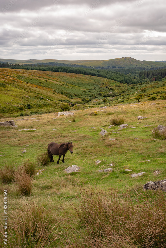 Dartmoor pony with Tor in the background in Devon. Dartmoor pony with Tor in the background in Devon.