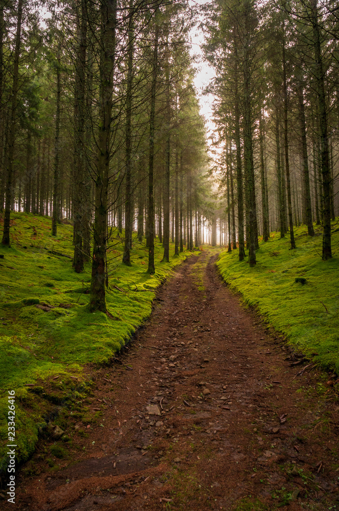 Piste forestière, bois de sapins, sol recouvert de mousse, contre jour, plateau de Mille-Vache, Creuse, France