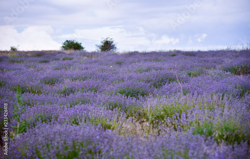 View of lavender in the field in the morning at dawn in summer in Bulgaria