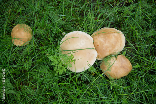 mushrooms growing in a field