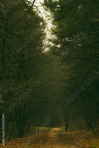 Forest path © Inga Pracute 