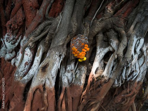 Close-up of garland on a tree trunk, Mumbai, Maharashtra, India photo