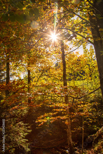 Herbst - Sonne - Laub - Wald - bunt - Stimmung photo