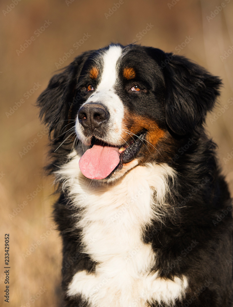 portrait of a bernese mountain dog outdoor