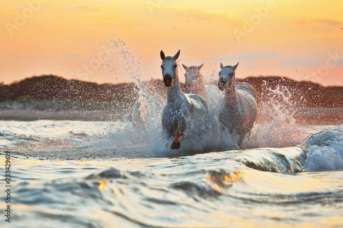 Fototapeta Naklejka Na Ścianę i Meble -  Running horses in water 