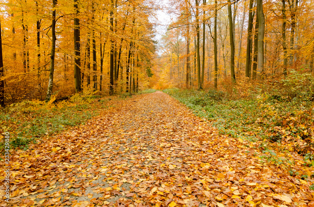 Autumn in the park.Road through the forest