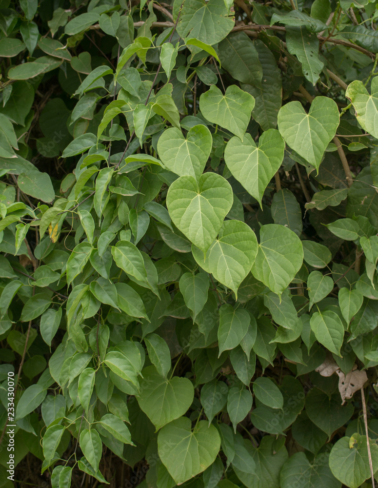 Green leaf in garden Green leaf in garden