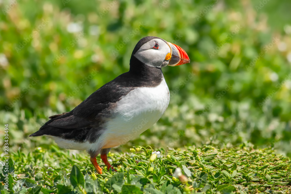 Puffin standing on the green grass in England Puffin standing on the green grass in England