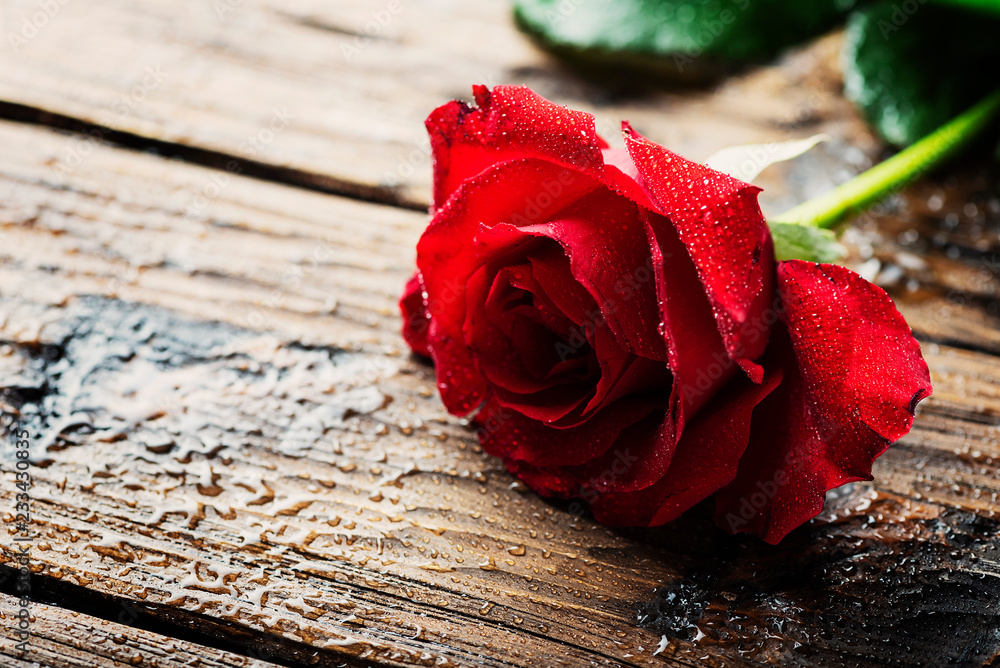 Amazing red rose Stock Photo | Adobe Stock