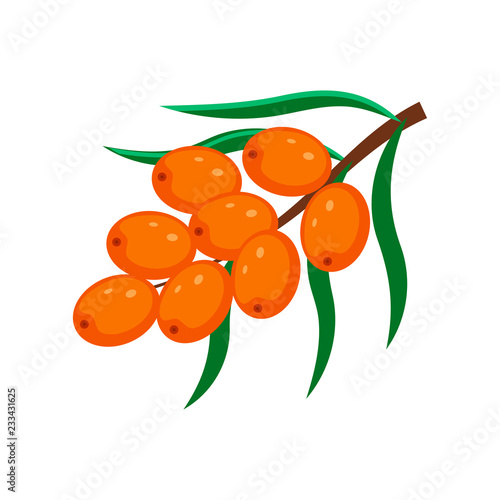 Sea buckthorn  vector illustration isolated on white background.