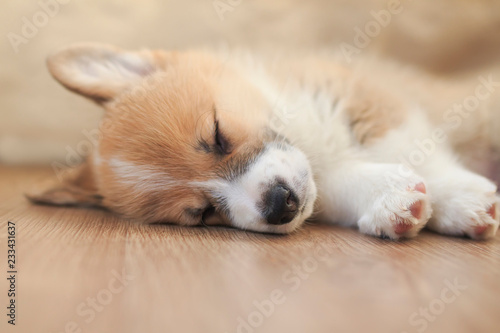  cute homemade puppy of corgi sleeps peacefully on wooden floor in the house stretching out small paws and closing his eyes