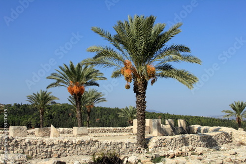 Date palms amid the ruins of Megiddo. Tel Megiddo National park  Israel