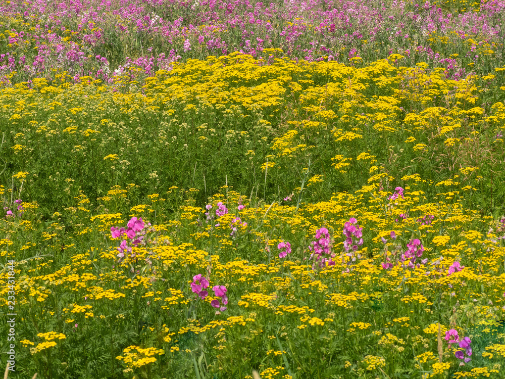 Field of flowers as a background in early spring Field of flowers as a background in early spring