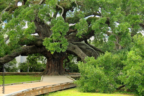 Famous mighty ancient oak in Jacksonville, Florida