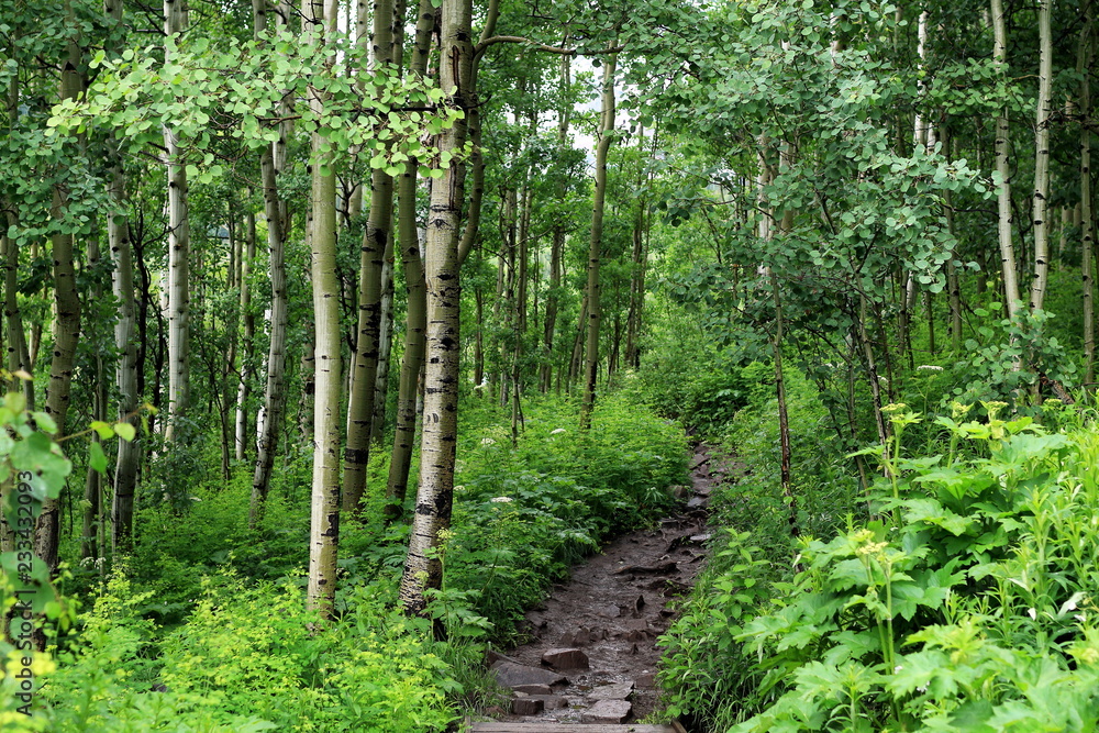 Muddy trail through a beautiful forest. Summer landscape. Muddy trail through a beautiful forest. Summer landscape.