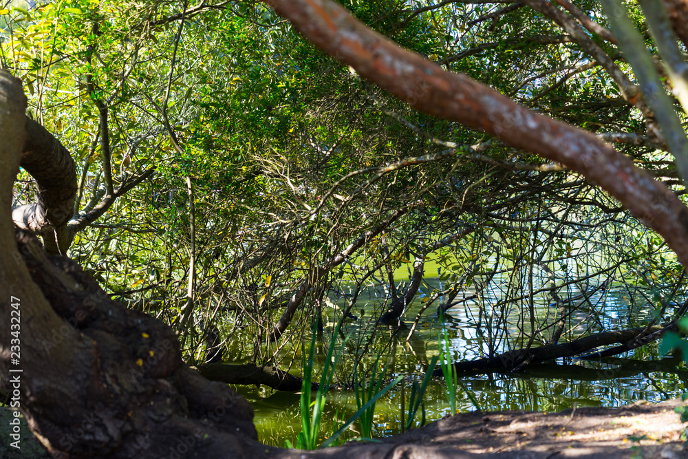 Fototapeta premium The green Lake view in the Golden Gate Park