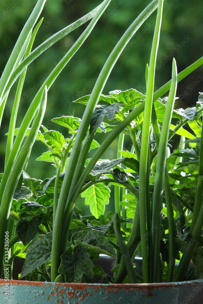Sprouting green onions. Vegetable, indgredient. Sprouting green onions. Vegetable, indgredient.