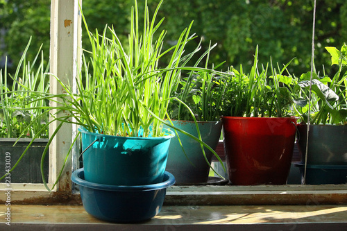 grow,onions,window,pots,sprouting,windowsill,green,background,color,sill,plant,spring,garden,gardening,organic,fresh,growth,onion,home,growing