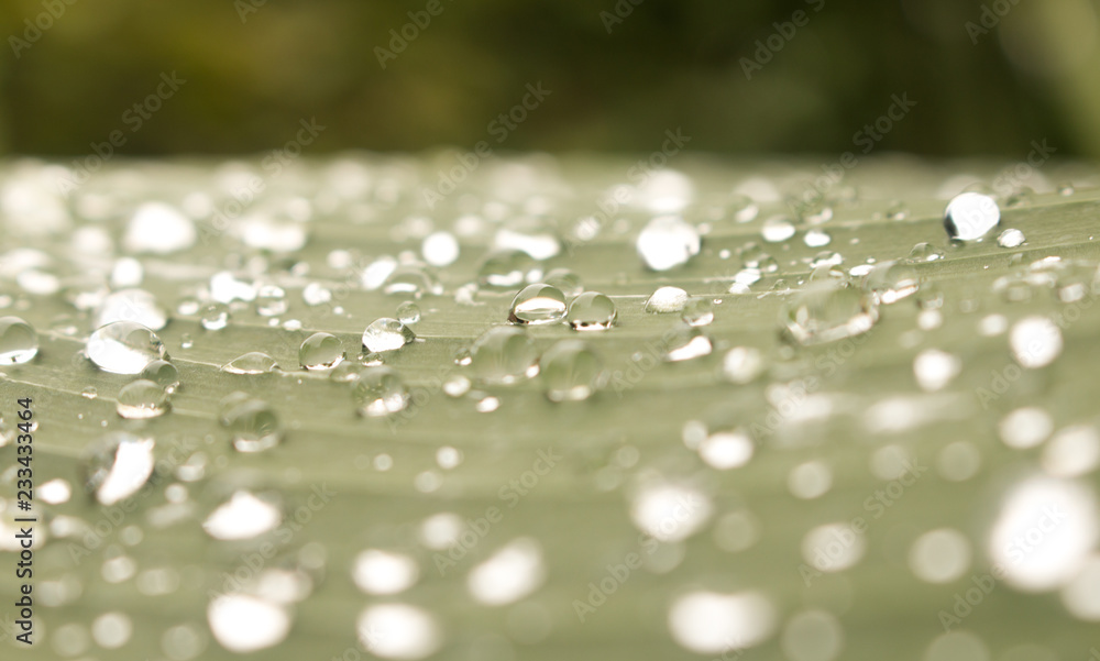 Fototapeta premium Close up of Water drops on green leaf with nature in rainy season background