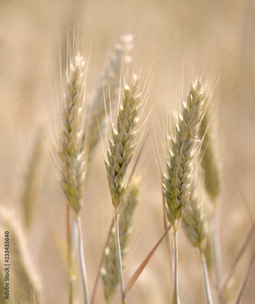 Closeup of wheat field in warm evening light, short depth of focus