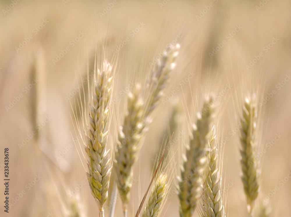Closeup of wheat field in warm evening light, short depth of focus Closeup of wheat field in warm evening light, short depth of focus