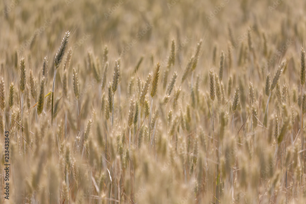 Fototapeta premium Wheat field in warm evening light, short depth of focus
