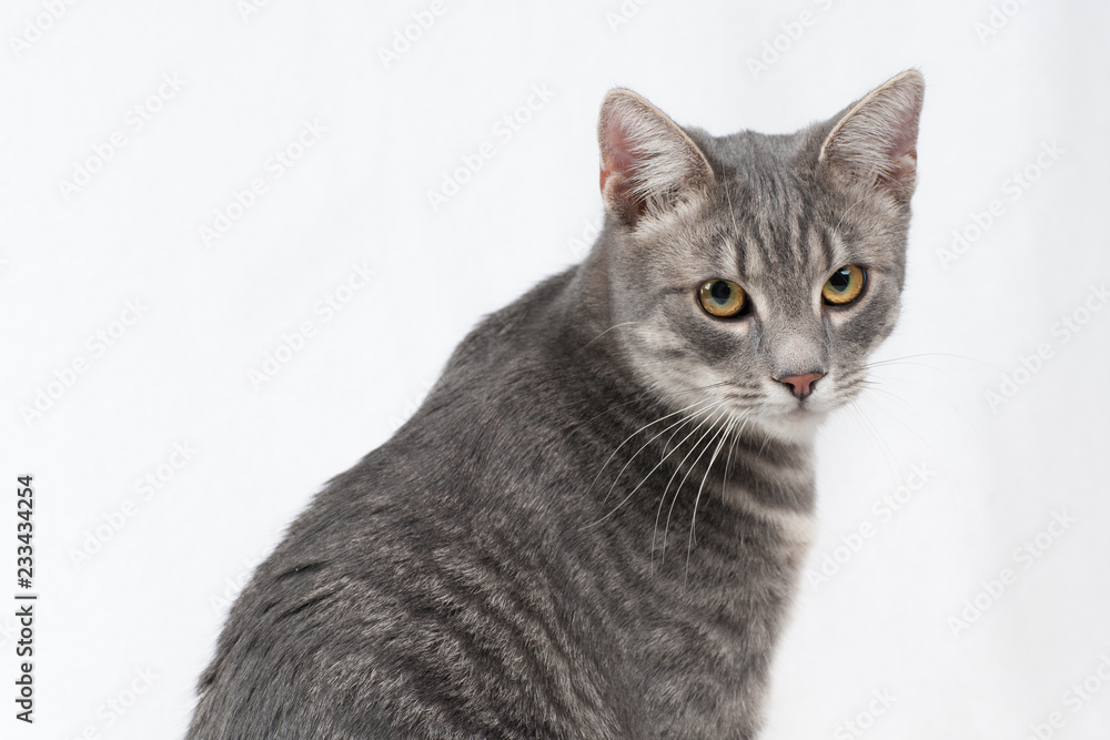 Obraz premium Beautiful grey cat