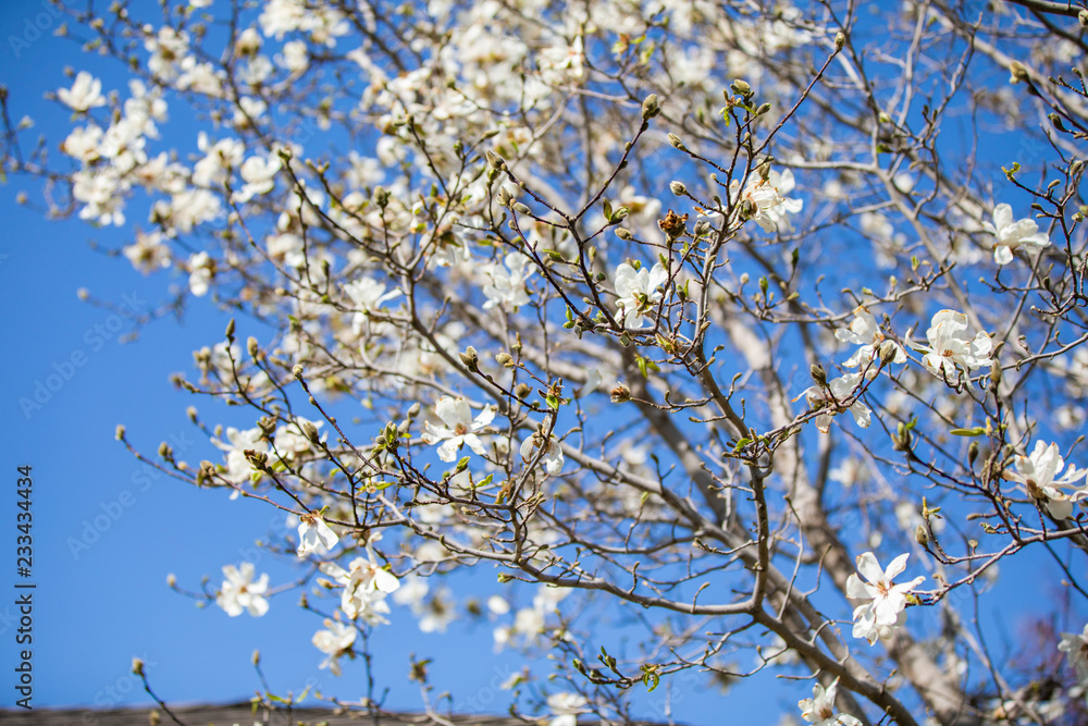 tree with white flowers tree with white flowers